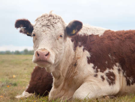 close up portrait of beautiful brown cow ; essex; england; ukの写真素材