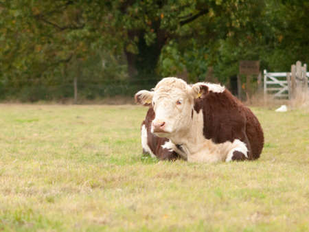 brown cow resting on field on grass farm space; essex; england; ukの写真素材