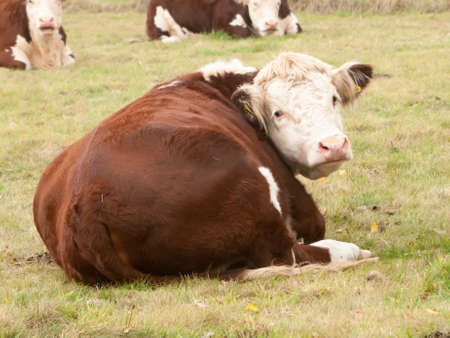Close up brown cow from behind head turned to camera cute ; essex; england; ukの写真素材