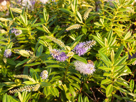 Beautiful small spirals of pink and white flowers front garden shrub. Essex. England, UKの写真素材