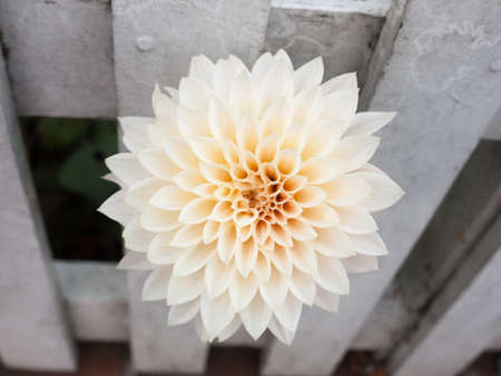 beautiful white spiral flower bud petals garden close up; essex; england; ukの写真素材