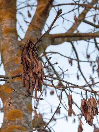 brown dead dry leaves hanging on branches autumn tree; essex; england; ukの写真素材
