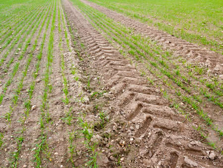 farm land tire tractor track background dirt path floor grass; essex; england; ukの写真素材