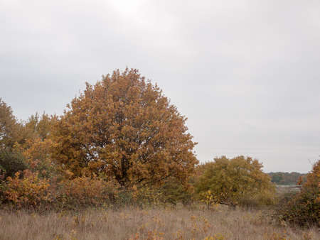 autumn red orange tree leaves brown autumn overcast moody; essex; england; uk sky background space country landscapeの写真素材