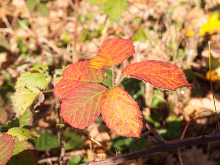 close up red autumn leaves on shrub floor foliage nature; essex; england; ukの写真素材