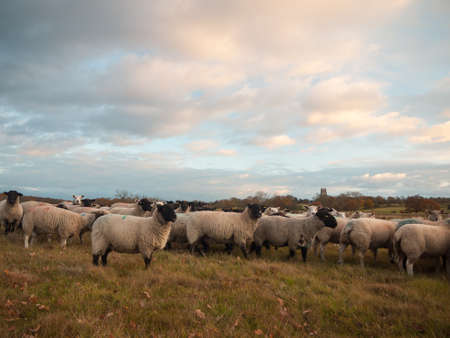 farmland close up white sheep farm grass grazing standing animals; essex; england; ukの写真素材