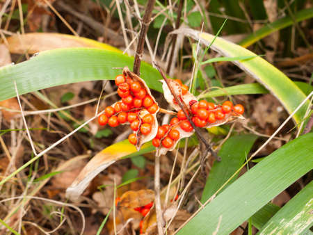 small red berries bunch together on ground shrub autumn; essex; england; ukの写真素材