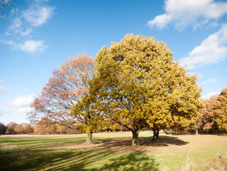 autumn tree landscape grass empty plain land sky blue; essex; england; ukの写真素材
