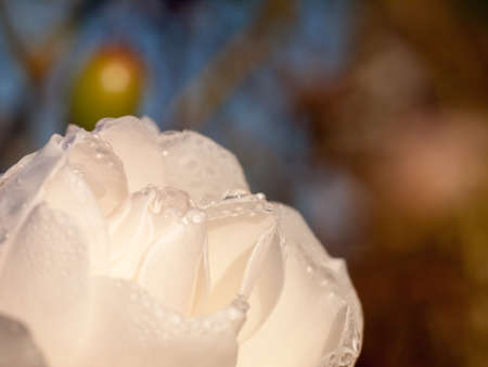 close of macro of edges of white rose wet outside autumn; essex; england; ukの写真素材