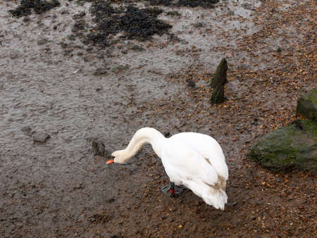 close up portrait of white mute swan from behind coast wet sand cobble; essex; england; ukの写真素材
