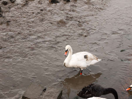 close up portrait of white mute swan from behind coast wet sand cobble; essex; england; ukの写真素材