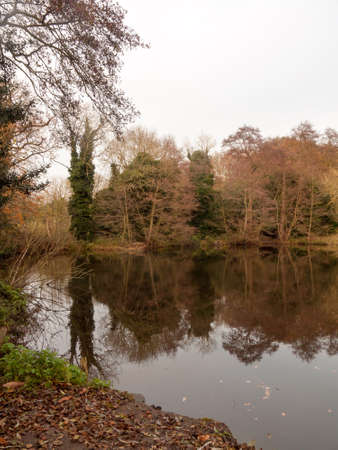 gamekeeper's pond winter autumn trees sunlight lake bare branches landscape; essex; england; ukの写真素材