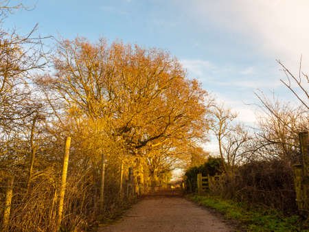 Autumn country path lane rambling outside nature way direction place countryside; essex; england; ukの写真素材