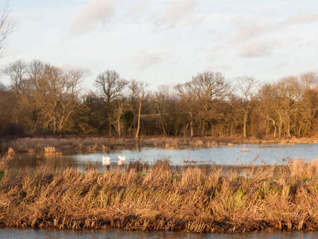 two swans family far water winter autumn animals; essex; england; ukの写真素材