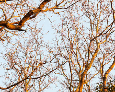 sunlight sunset dark branches golden light up bare bark texture sky; essex; england; ukの写真素材