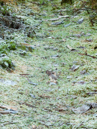 frosted forest floor walkway path green grass texture; essex; england; ukの写真素材