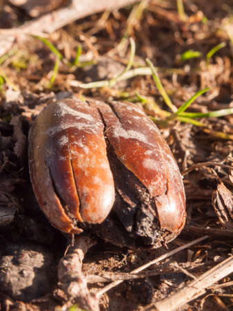 close up of cracked old decaying autumn winter acorn on floor; essex; england; uk