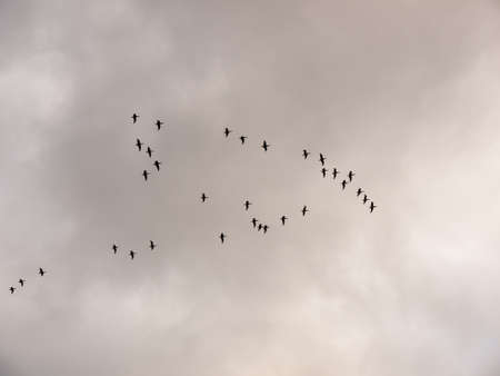 flock of geese in gray overcast autumn sky migrating flying overhead; essex; england; ukの写真素材