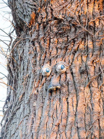 funny eyes and mouth plastic on tree bark surface; essex; england; uk