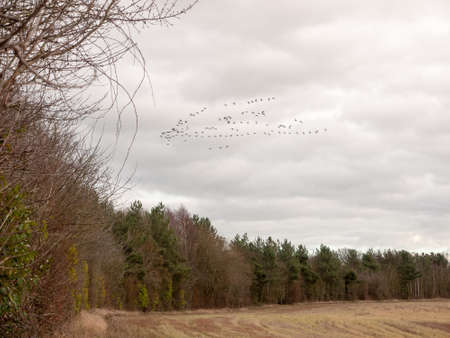 sky flock of birds cloudy moody overcast weather migration; essex; england; ukの写真素材