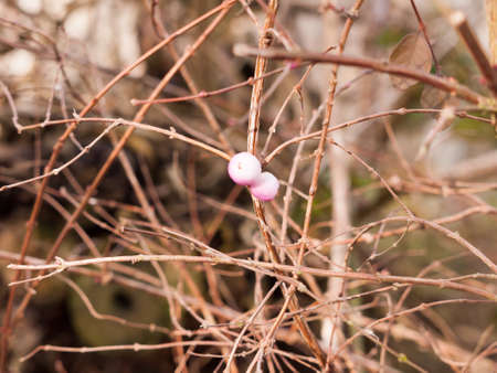 close up of small pink blossoming bud on bare trees winter spring; essex; england; ukの写真素材