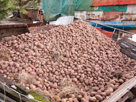close up pile of potatoes outside farm house agriculture; essex; england; ukの写真素材