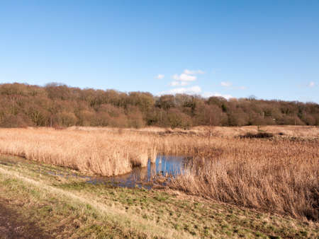 close up view of reeds outside growing in marshland nature reserve pool; essex; england; uk