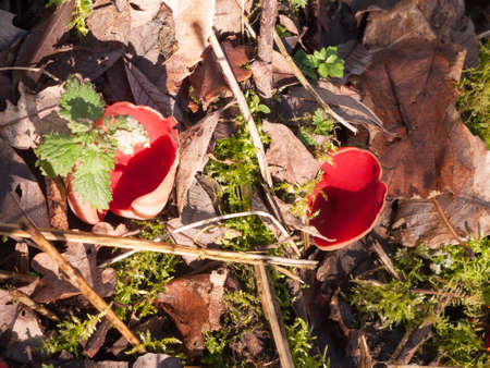 Growing large red scarlet elf cups on forest moss damp floor mushrooms; essex; england; ukの写真素材