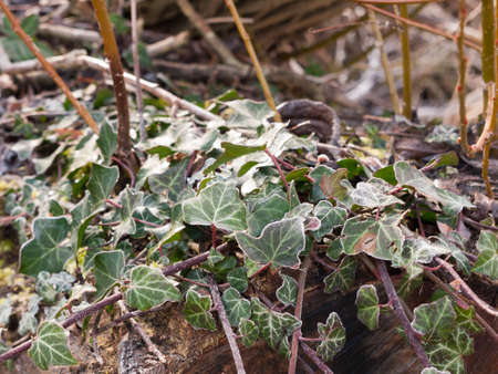 close up of frosty icy ivory green leaves texture foliage; essex; england; ukの写真素材