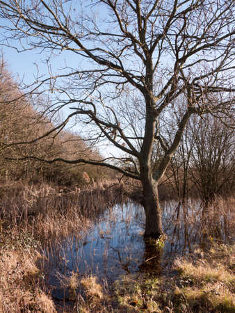 close up shot of bark bare tree in pool of water grass reeds around scene; essex; england; uk
