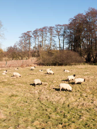 close up of sheep resting grazing eating grass in field summer spring; essex; england; ukの写真素材