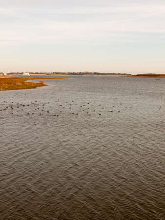 many birds in ocean beach coast nature reserve landscape nature; essex; england; ukの写真素材