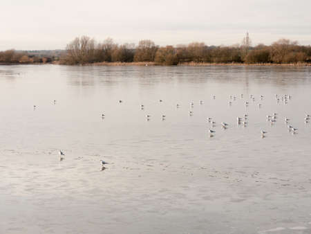 many seagulls resting on sea surface water beach coast cold day spring; essex; england; ukの写真素材