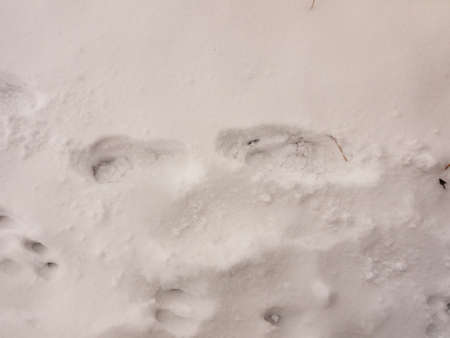 snow background texture floor path with tracks trail foot prints marks; essex; england; ukの写真素材