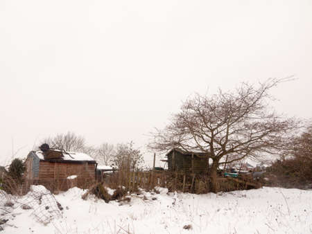small wooden shed tree winter snow field outside white sky nature background; essex; england; ukの写真素材