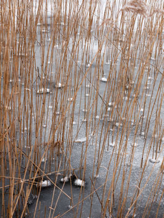 reeds standing frozen lake water surface outside nature winter; essex; england; uk coldの写真素材