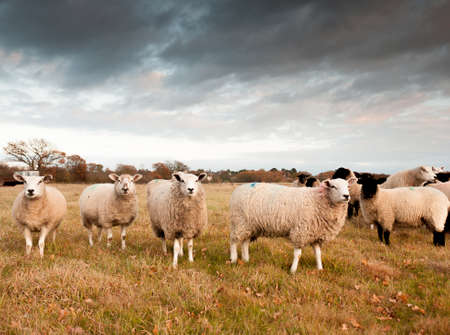 beautiful outside farm scene with white sheep looking at camera, moody sky; essex; england; ukの写真素材