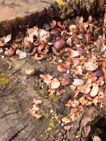 top of tree stump with broken chestnut nut shells brown arrangement nature natural; essex; england; ukの写真素材