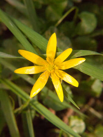 close up of yellow growing spring pretty flower floor - Ranunculus ficaria L. - Lesser Celandine;...