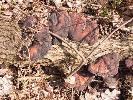 several old decaying rotting bracket fungus on tree stump; essex; england; uk