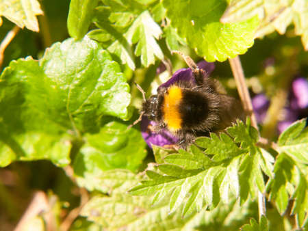 close up of black and yellow bee macro spring on leaf; essex; england; ukの写真素材