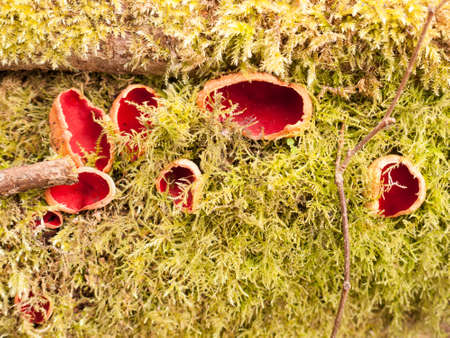 close up of scarlet elf cup mushrooms on moss fungi; essex; england; ukの写真素材
