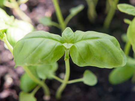 close up of growing herb basil green sprout macro leaf head; essex; england; ukの写真素材