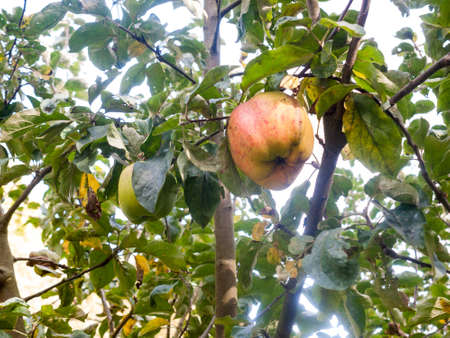 apple growing on tree macro close up nature outside natural food; Dedham; England; UK