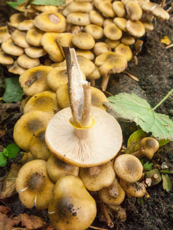 honey fungus mushroom forage gourmet growing ground autumn outside nature fungi; Dedham; England; UK