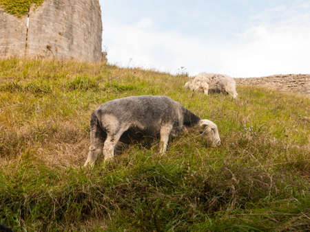 beautiful herdwick sheep grazing on hillside top grass corfe castle dorset ; Dorset; England; UKの写真素材