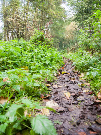 path walkway through forest fall leaves green foliage way; Essex; England; UKの写真素材