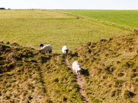 landscape nature grassland animals space beauty natural sheep; Dorset; England; UKの写真素材