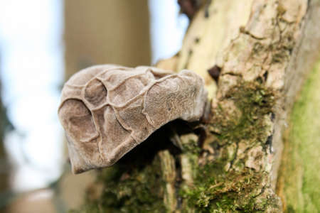 edible mushrooms on ground on log outside special