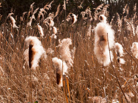 Fingringhoe wick nature reserve outside landscape background space open country countryside; essex;...